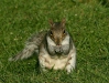 Grey Squirrel